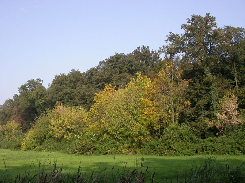 Bosco della Fontana